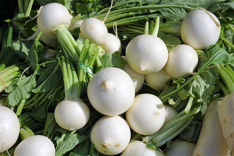 3000 SHOGOIN TURNIP White Japanese Brassica Rapa Root & Greens Vegetable Seeds