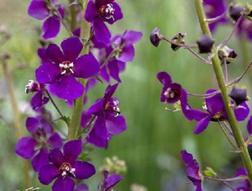 50 VIOLETTA VERBASCUM Phoeniceum Purple Mullein Nectar Flower Seeds