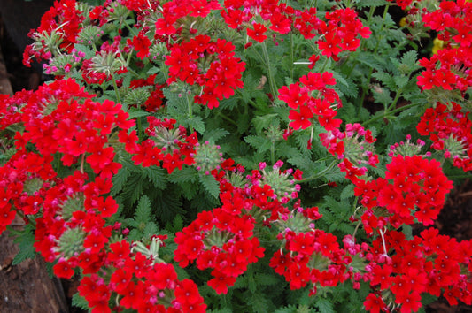 50 SCARLET VERBENA Red Nana Compacta Fragrant Flower Seeds
