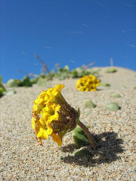 20 YELLOW SAND VERBENA Coastal Abronia Latifolia Arenaria Flower Seeds