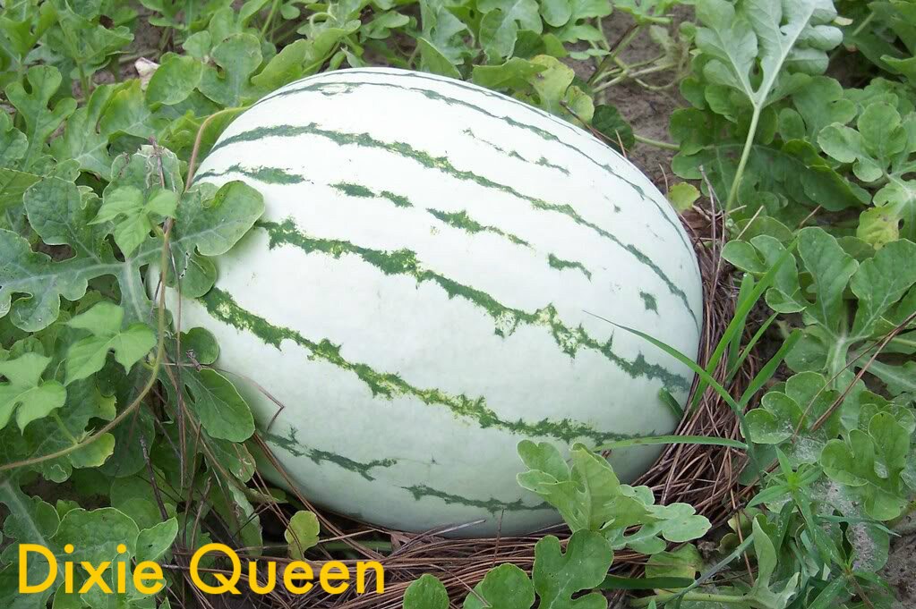 50 DIXIE QUEEN WATERMELON White & Red Citrullus Lanatus Melon Fruit Vine Seeds