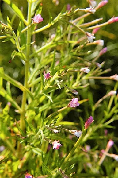 100 CINNAMON WILLOWHERB Eastern Purpleleaf Epilobium Coloratum Flower Seeds