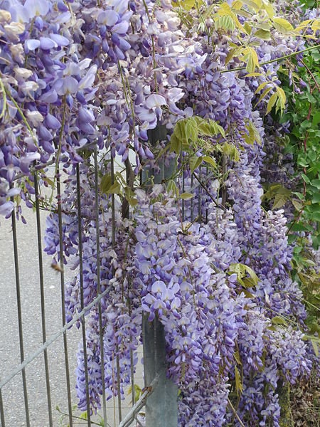 Japanese Wisteria Seeds - Purple Flowering Vine, Perennial Climber For Gardens
