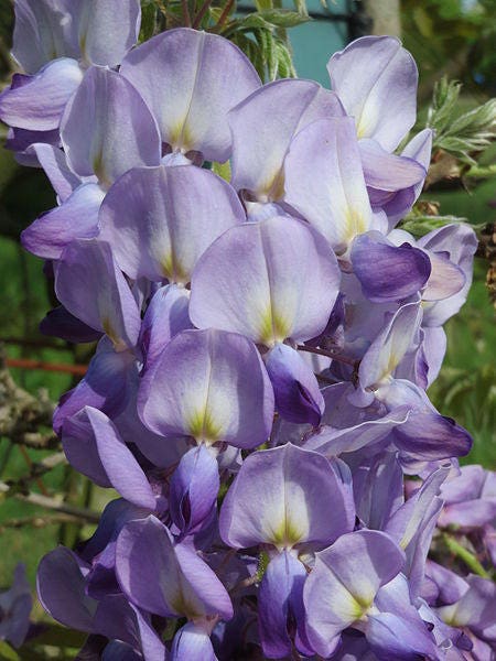 5 JAPANESE WISTERIA Floribunda Flower Purple Ornamental Vine Climber Seeds