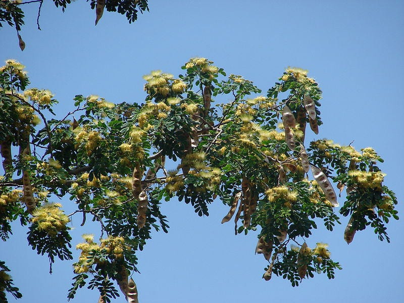 20 WOMAN'S TONGUE TREE White Mimosa Nectar Flower Albizia Lebbeck Legume Seeds