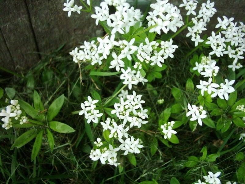 20 SWEET WOODRUFF ASPERULA Galium Odoratum Shade White Flower Seeds