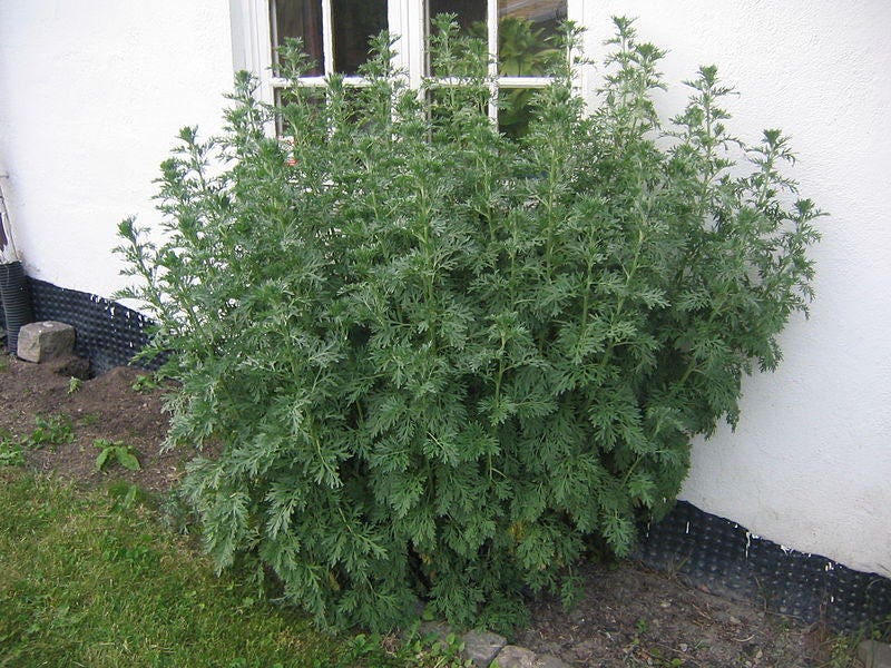 500 ABSINTHE WORMWOOD Common Artemisia Absinthium Green Ginger Herb Flower Seeds