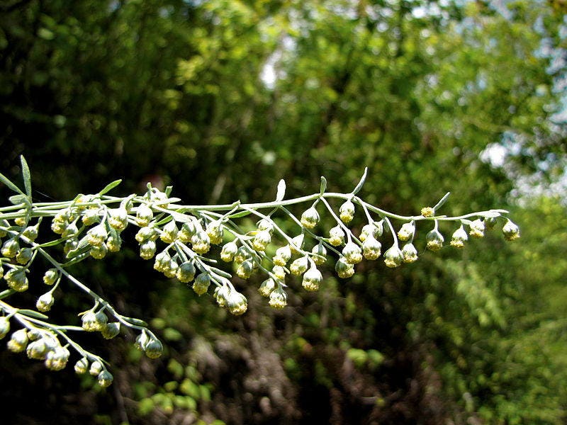 500 ABSINTHE WORMWOOD Common Artemisia Absinthium Green Ginger Herb Flower Seeds