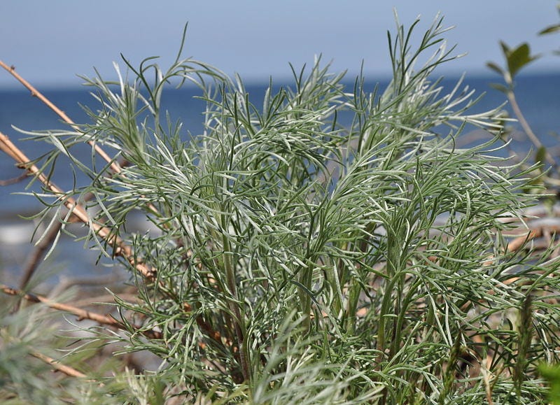 500 BEACH WORMWOOD Artemisia Caudata Silvermound Red Sagewort Herb Flower Seeds