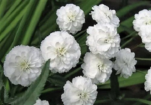 150 PEARL YARROW White Double Achillea Ptarmica Herb Flower Seeds