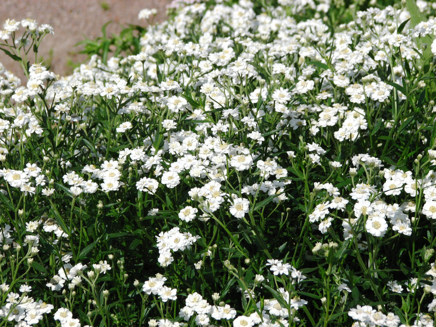 150 PEARL YARROW White Double Achillea Ptarmica Herb Flower Seeds