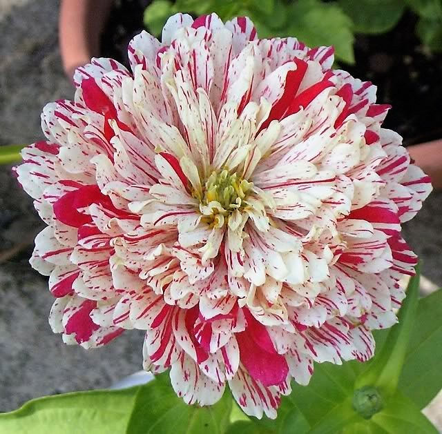 150 PEPPERMINT STICK ZINNIA Mix Mixed Colors Red Stripe Elegans Flower Seeds