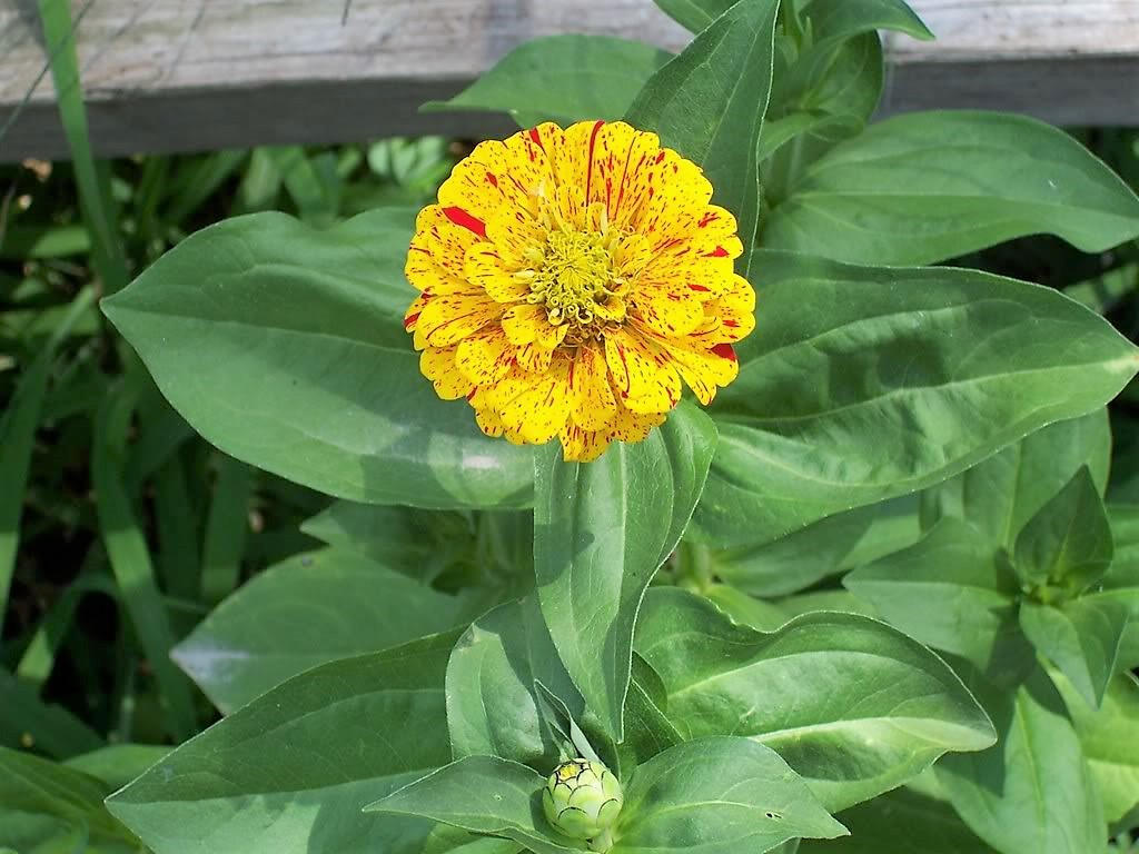 150 PEPPERMINT STICK ZINNIA Mix Mixed Colors Red Stripe Elegans Flower Seeds