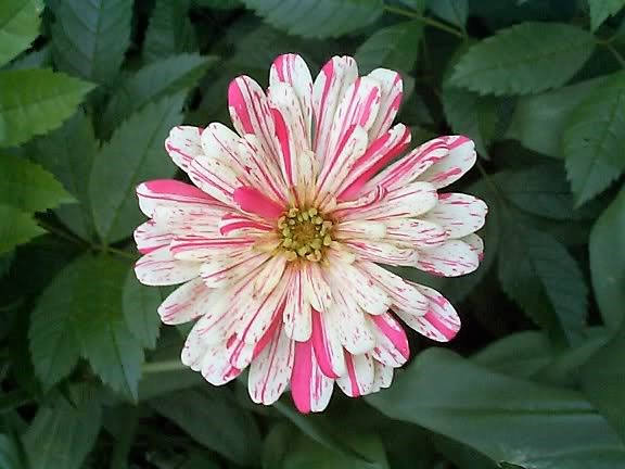 150 PEPPERMINT STICK ZINNIA Mix Mixed Colors Red Stripe Elegans Flower Seeds