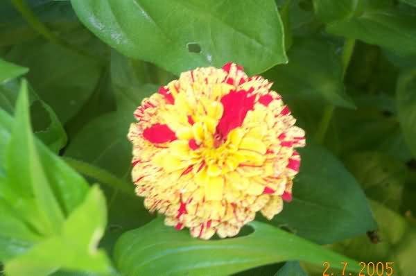150 CANDY STRIPE ZINNIA Mix Elegans Flower Seeds Mixed Colors with Red Stripes