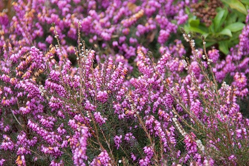 Bouquet of purple scotch heather bush (Calluna vulgaris, erica