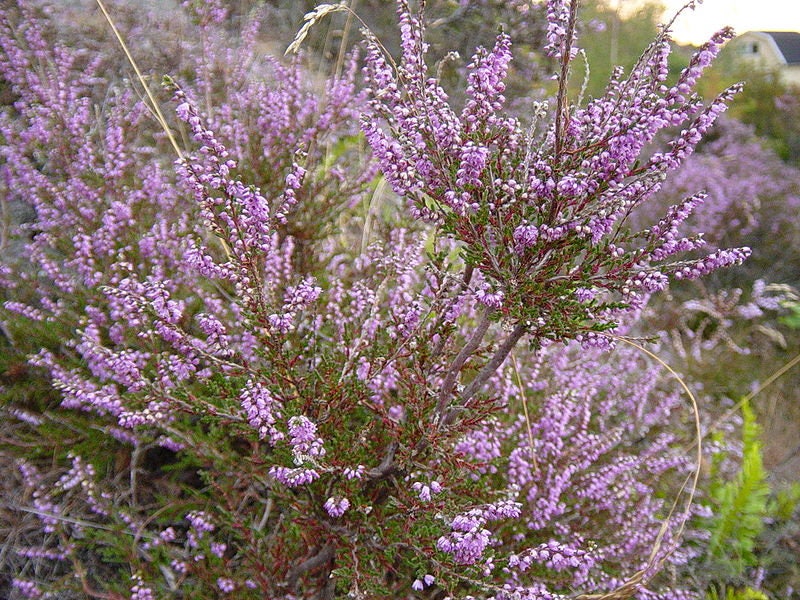 Bouquet of purple scotch heather bush (Calluna vulgaris, erica