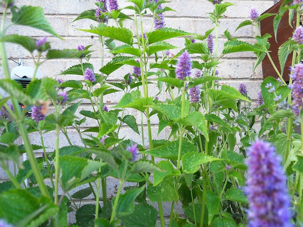100 ORGANIC Superior LICORICE MINT Agastache Rugosa Korean Tea Herb Purple Flower Seeds