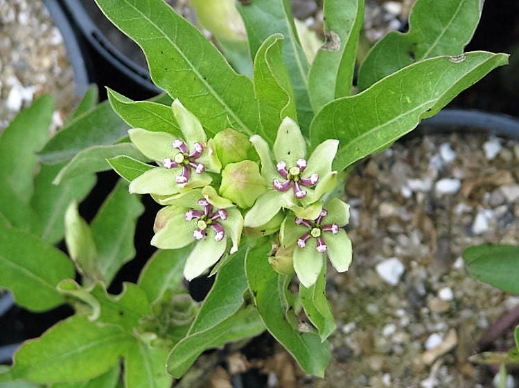 20 Green SPIDER MILKWEED Asclepias Viridis White Purple Monarch Flower Seeds