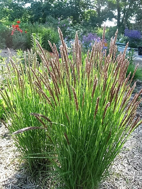 20 RED Spire MELIC GRASS Purple Melica Transsilvanica Flower Seeds