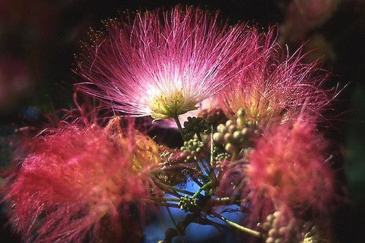 25 MIMOSA TREE E H WILSON Hummingbird Pink Flower Albizia Julibrissin Rosea Seeds