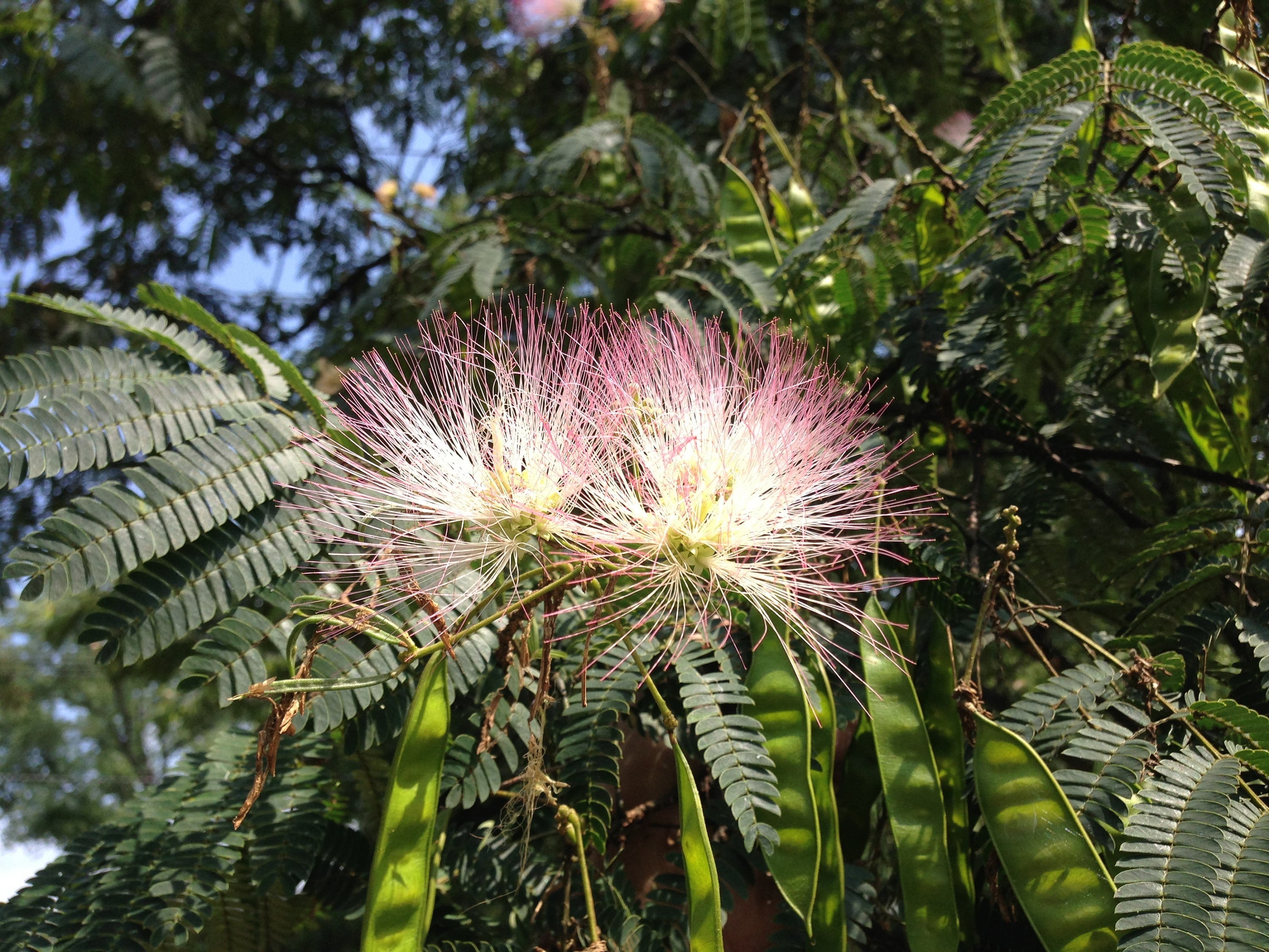 25 MIMOSA TREE E H WILSON Hummingbird Pink Flower Albizia Julibrissin Rosea  Seeds