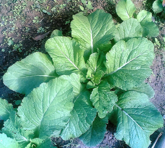 3000 FLORIDA BROADLEAF MUSTARD Brassica Juncea Herb Vegetable Seeds