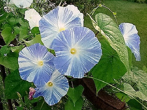 50 Blue & White FLYING Saucers MORNING GLORY Flower Vine Ipomoea Purpurea Seeds