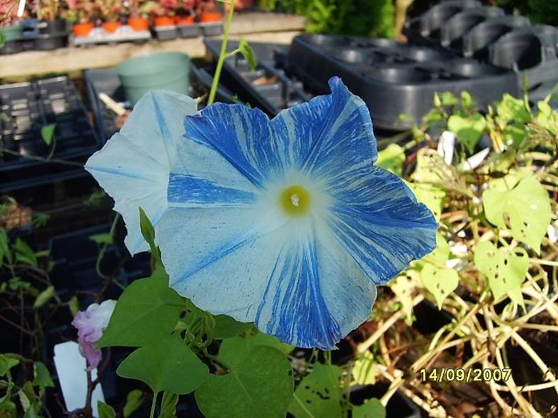 50 Blue & White FLYING Saucers MORNING GLORY Flower Vine Ipomoea Purpurea Seeds