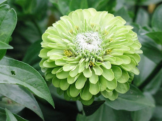 250 GREEN ENVY ZINNIA Elegans Heirloom Chartreuse Double Flower Seeds