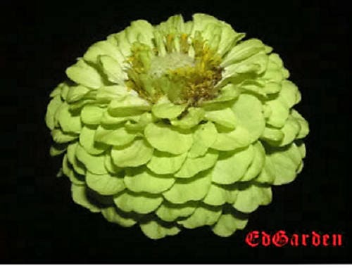 250 GREEN ENVY ZINNIA Elegans Heirloom Chartreuse Double Flower Seeds