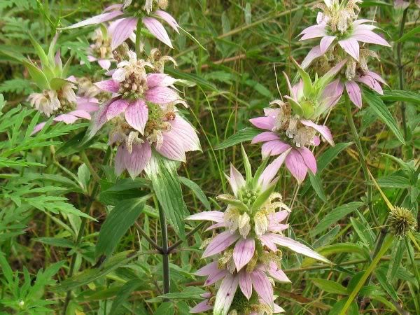 100 SPOTTED BEE BALM Monarda Punctata Flower Herb Horesemint Dotted Mint Seeds