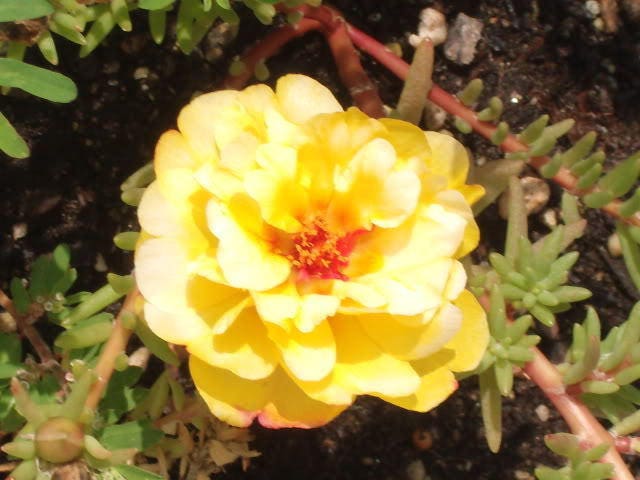 100 Yellow PORTULACA MOSS ROSE Portulaca Grandiflora Succulent Flower Seeds