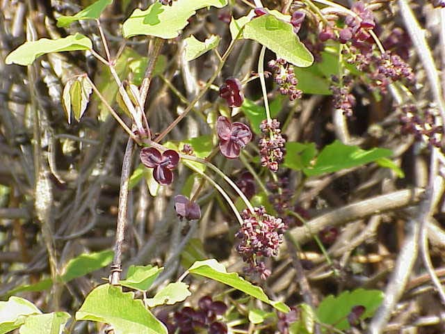 15 CHOCOLATE VINE Edible Fruit Akebia Trifoliata Flower Ornamental Climber Seeds