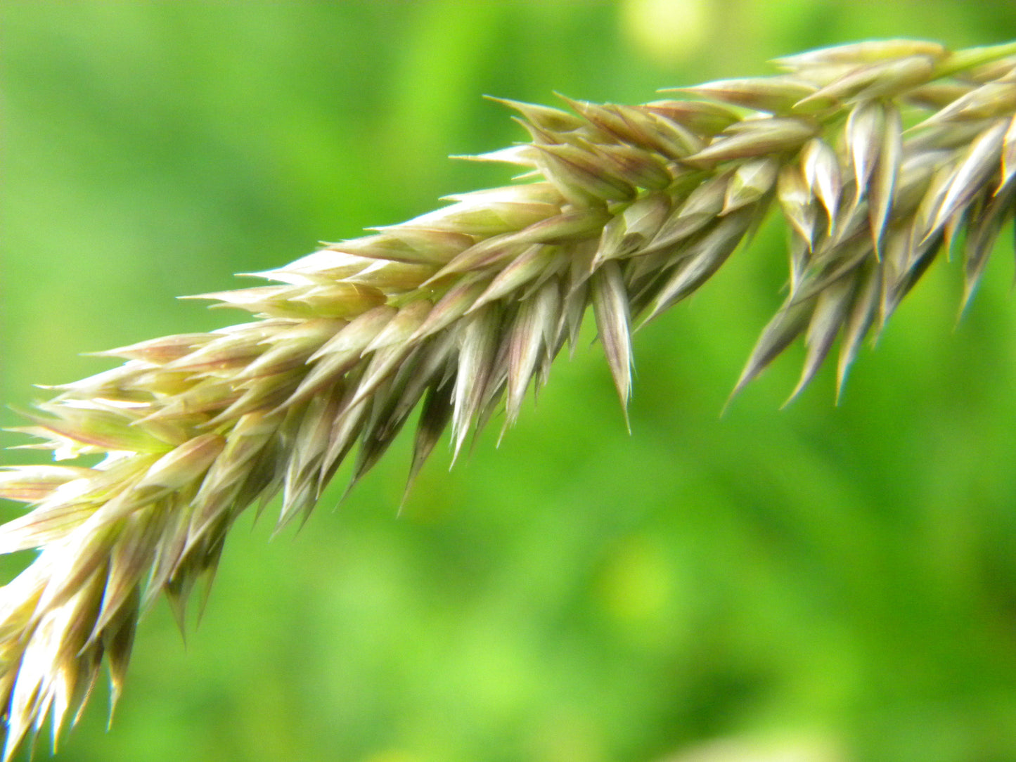 20 WHITE MELIC GRASS Melica Ciliata Silky Spike Pearl Hairy Grass Flower Seeds