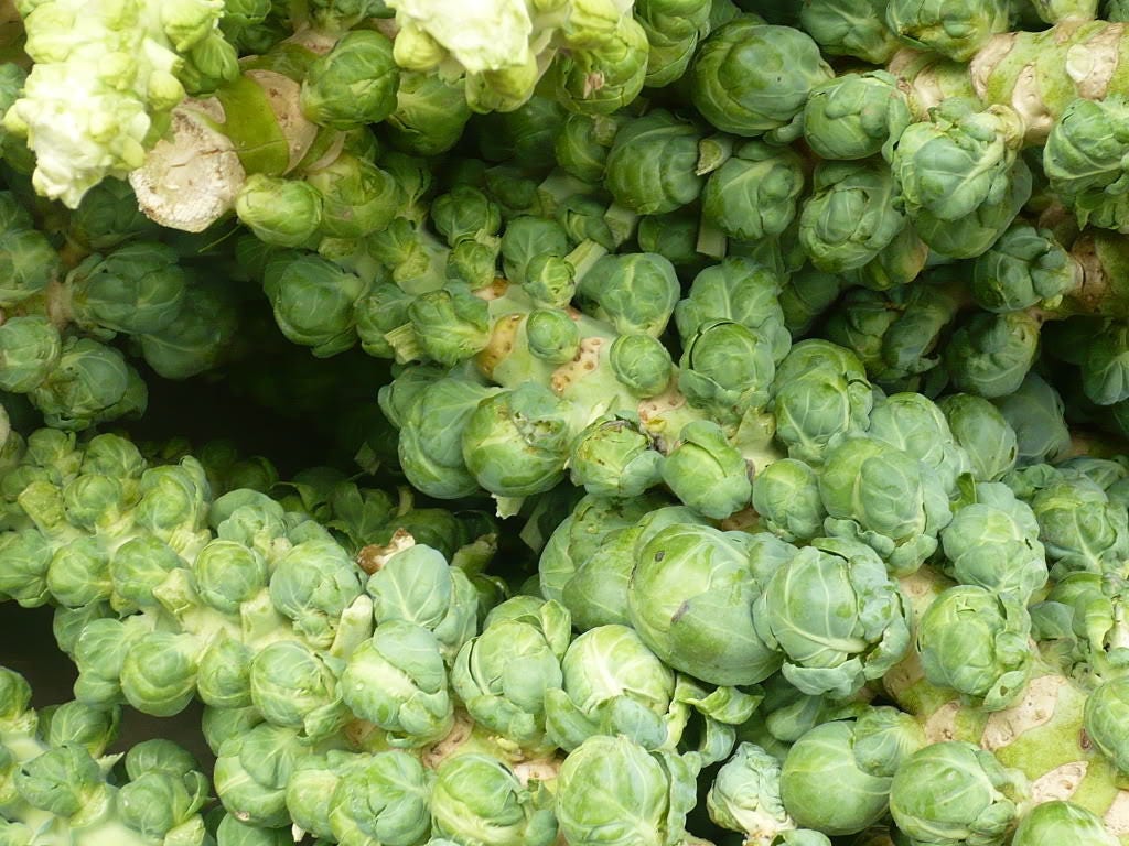 500 HEIRLOOM BRUSSEL SPROUT Brassica Oleracea Green Long Island Vegetable Seeds