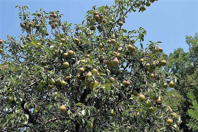 25 EUROPEAN PEAR TREE Pyrus Communis Fruit Seeds - White Flowers / Green Fruit