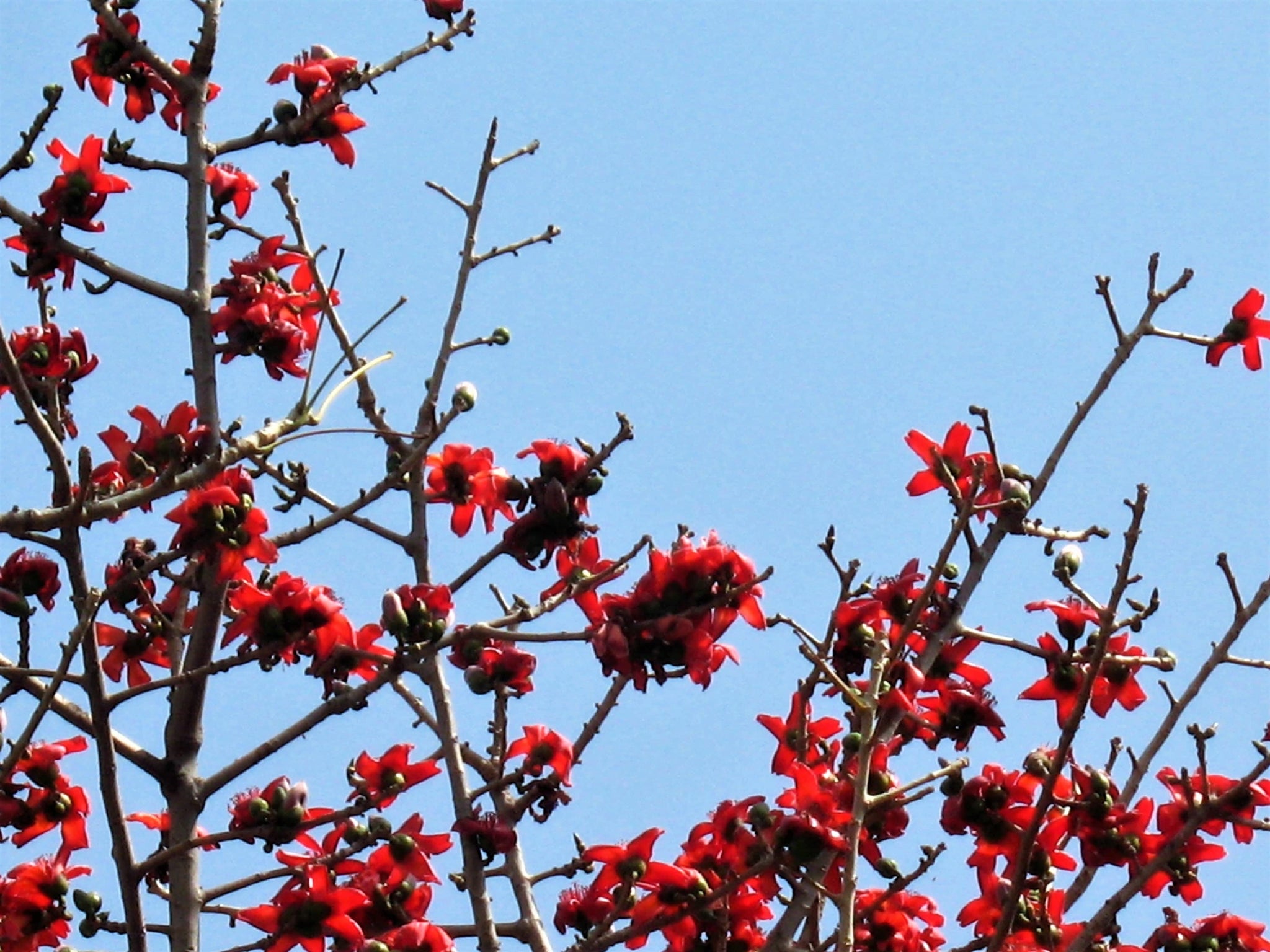 10 RED SILK COTTON Tree Bombax Ceiba Kapok Tropical Flower Seeds ...