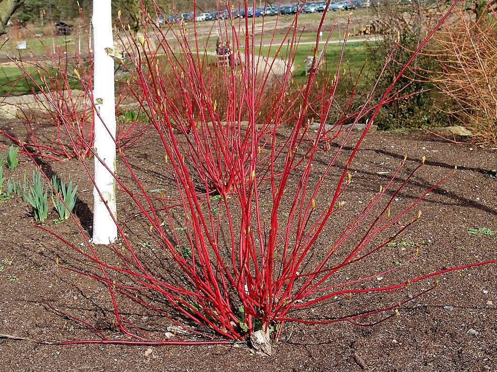25 FIRE and ICE DOGWOOD Cornus Alba Shrub Tree Variegated Red Bark White Berry & Flower Seeds