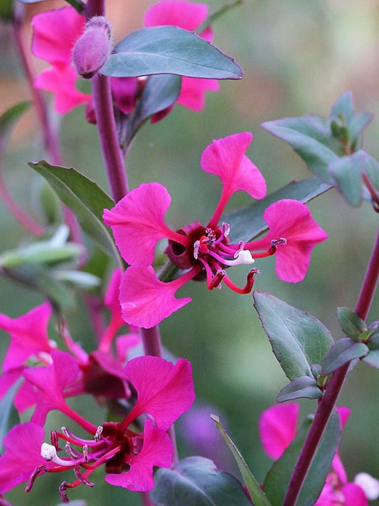 500 MIXED ELEGANT CLARKIA Mountain Garland Elegans Pink Purple Red Mix Flower Seeds