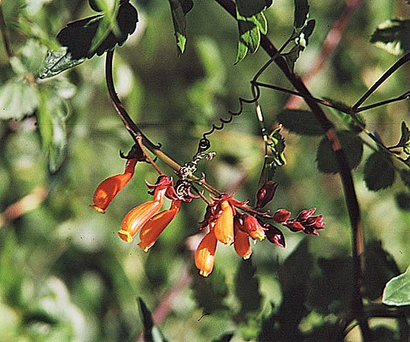 50 MIXED GLORY VINE Eccremocarpus Scaber Chilean Glory Vine Red Pink Orange Yellow Flower Seeds
