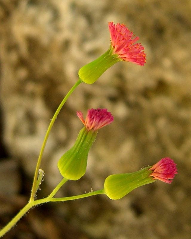 50 Red LADY'S PAINTBRUSH Tassel Flower Emilia Javanica Coccinea 'Scarlet Magic' Seeds