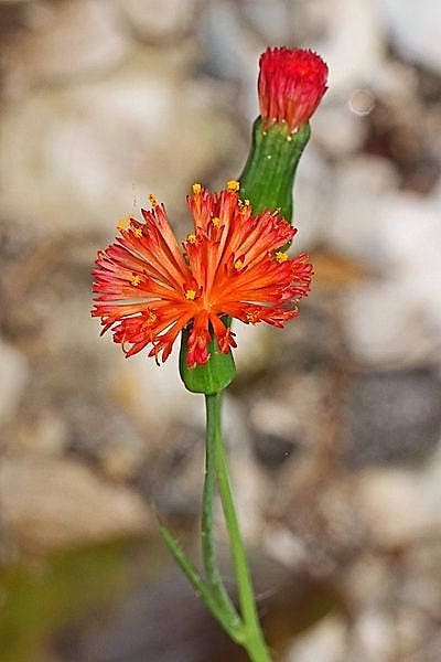 50 Red LADY'S PAINTBRUSH Tassel Flower Emilia Javanica Coccinea 'Scarlet Magic' Seeds