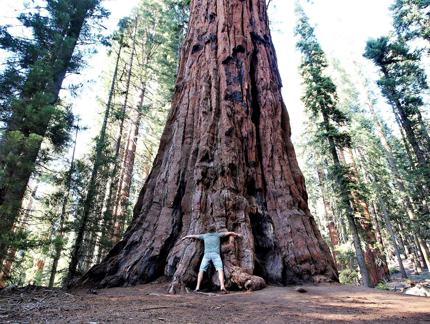 40 GIANT SEQUOIA Sequoiadendron Giganteum Sierra Redwood Tree Seeds