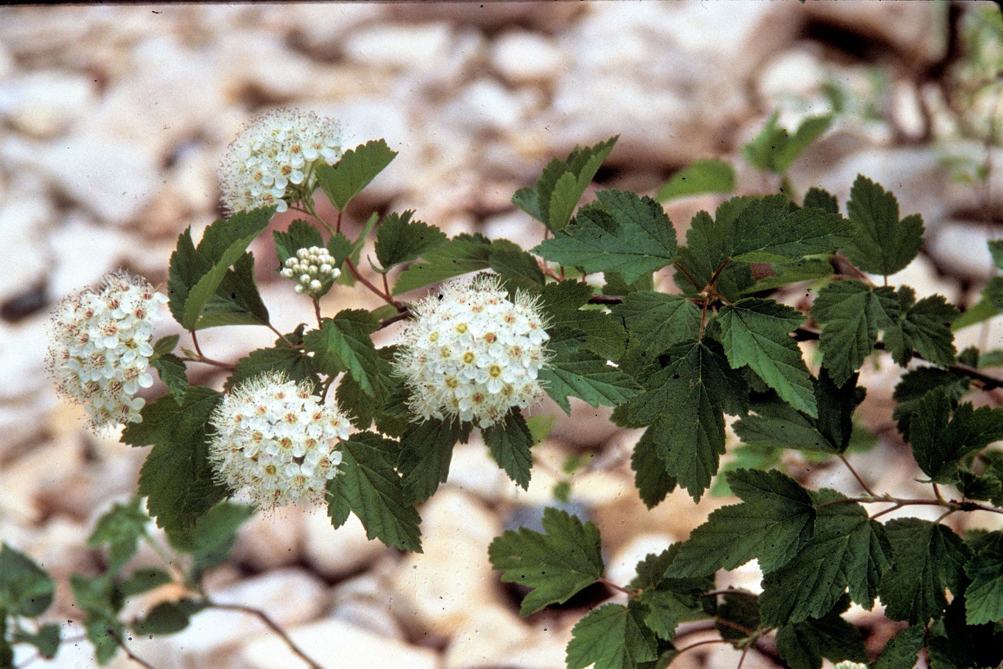 20 AMERICAN HIGHBUSH CRANBERRY Viburnum Trilobum Red Fruit White Flower Shrub Seeds