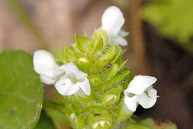 50 WHITE PRUNELLA Vulgaris Heal All / Self Heal / Woundwort Herb Flower Seeds