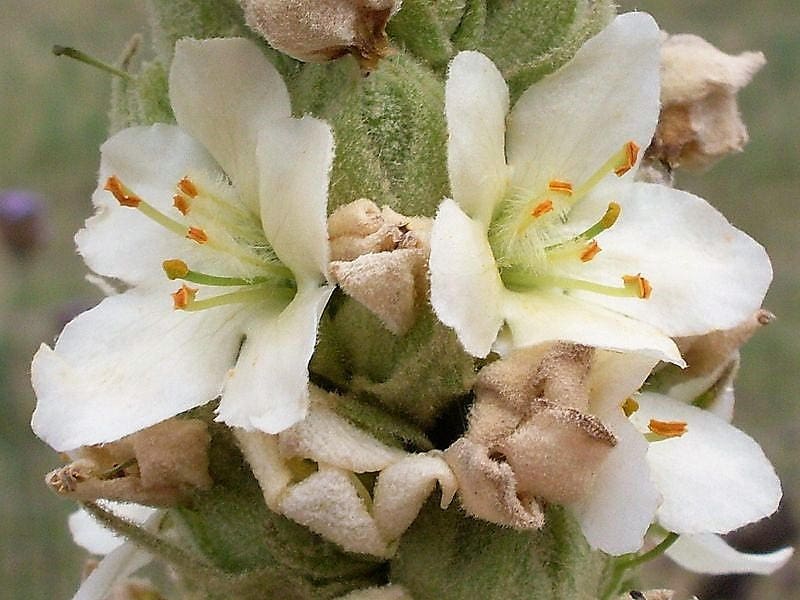 100 WHITE BLUSH VERBASCUM Blattaria Albiflorum Moth Mullein Flower Seeds