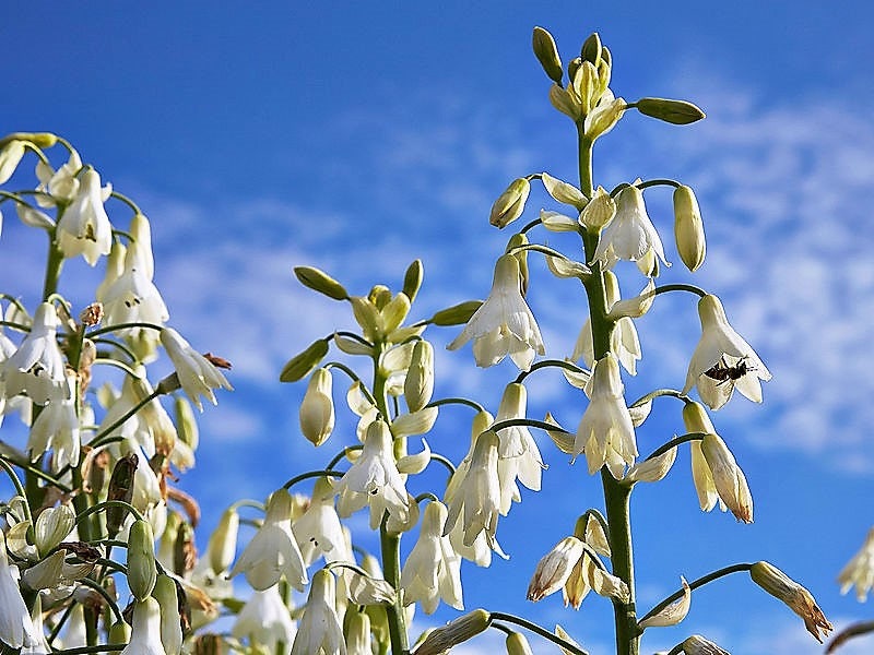 10 WHITE AFRICAN HYACINTH aka Cape or Giant Summer / Spire Lily - Ornithogalum Candicans / Galtonia / Hyacinthus Flower Seeds