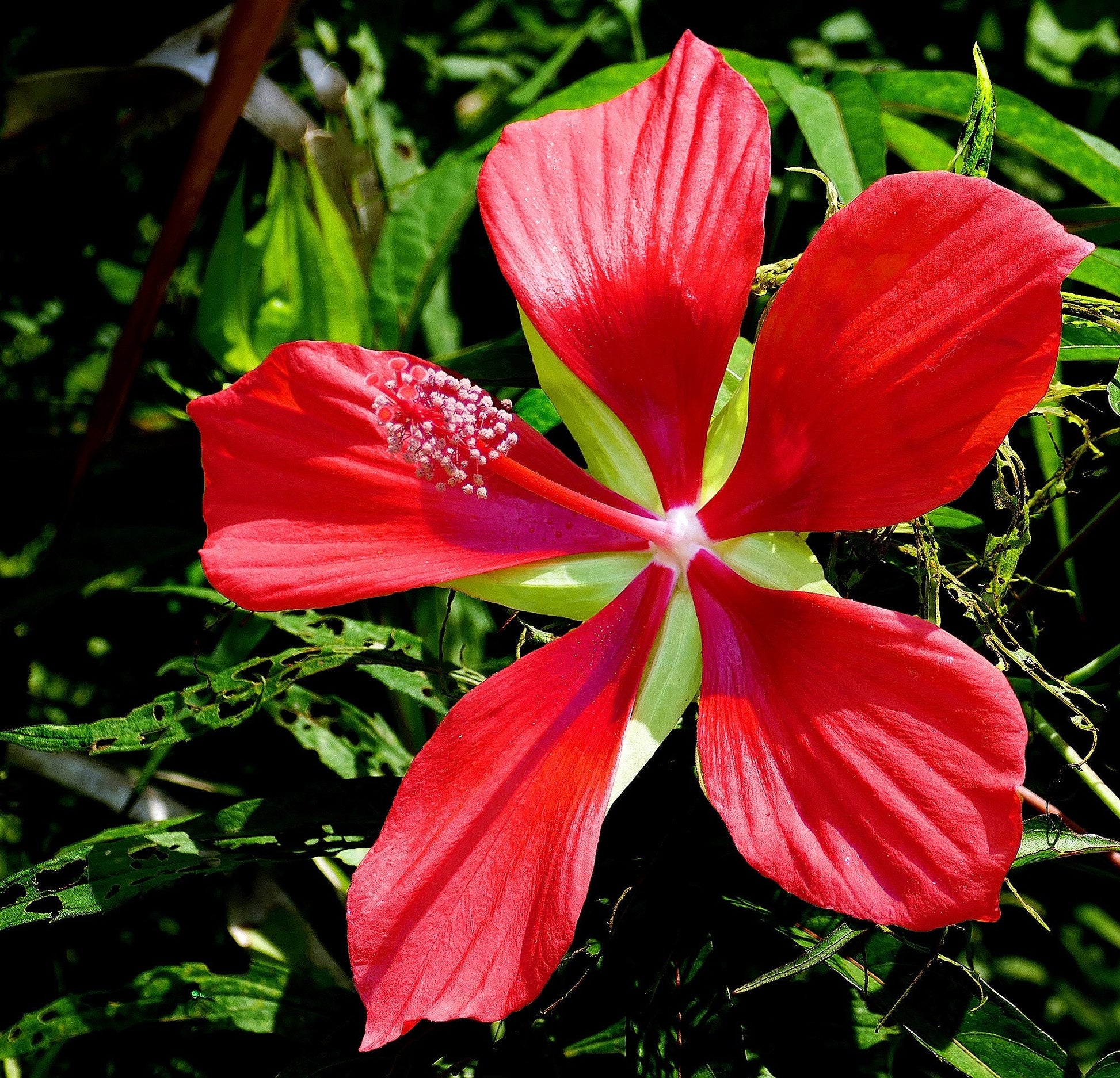 planting texas star hibiscus seeds 10 Red TEXAS STAR HIBISCUS Coccineus Scarlet Rosemallow Flower Seeds