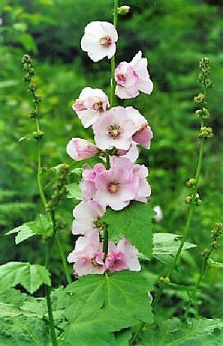 50 Pink MOUNTAIN HOLLYHOCK Kankakee Mallow Iliamna Rivularis aka Streambank / Wild / Globemallow Flower Seeds